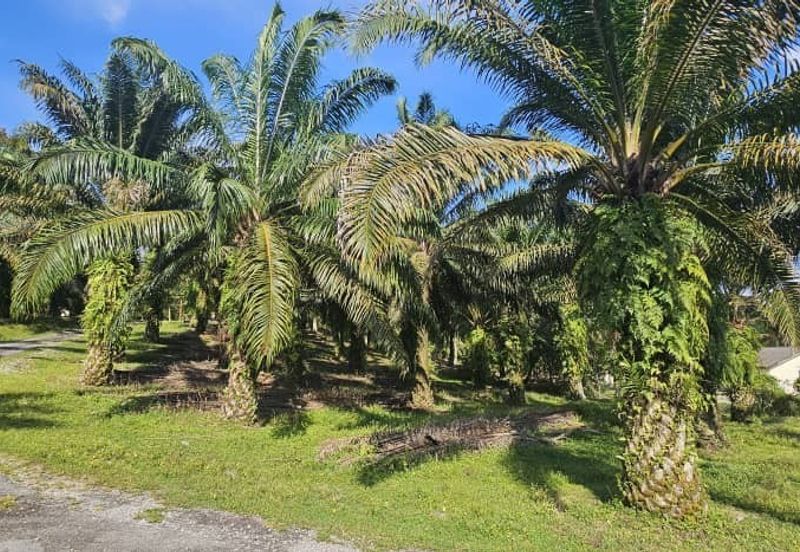 17.9 acres first lot palm oil land at Tapah, Perak