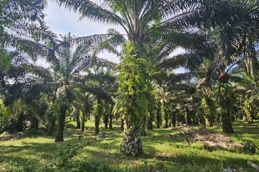 17.9 acres first lot palm oil land at Tapah, Perak