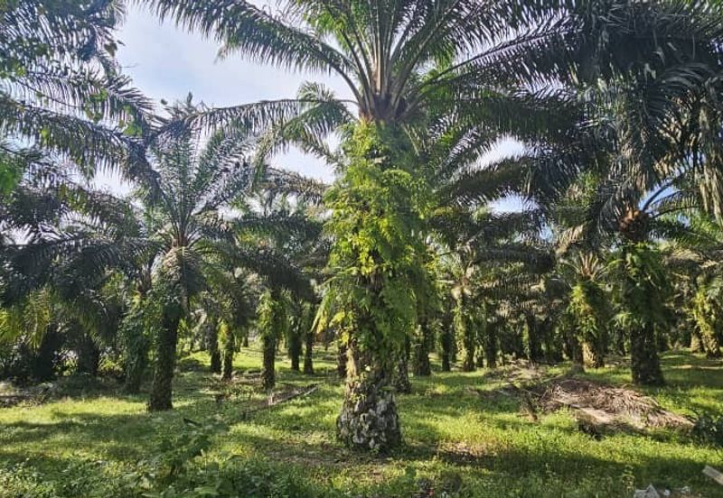 17.9 acres first lot palm oil land at Tapah, Perak