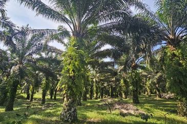 17.9 acres first lot palm oil land at Tapah, Perak