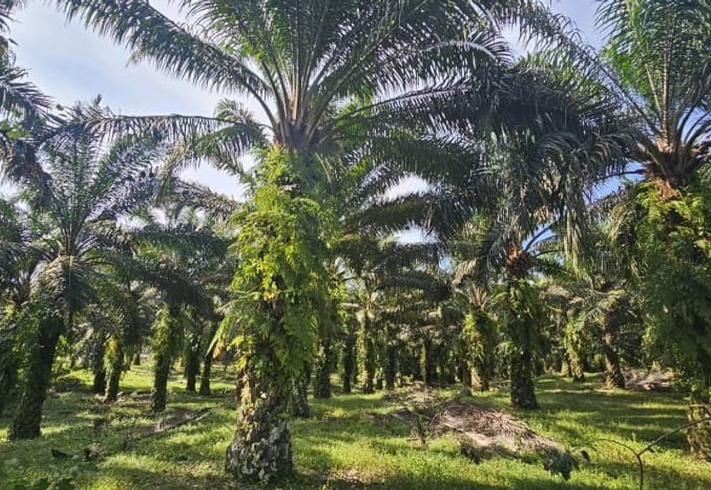 17.9 acres first lot palm oil land at Tapah, Perak
