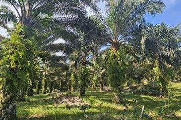 17.9 acres first lot palm oil land at Tapah, Perak