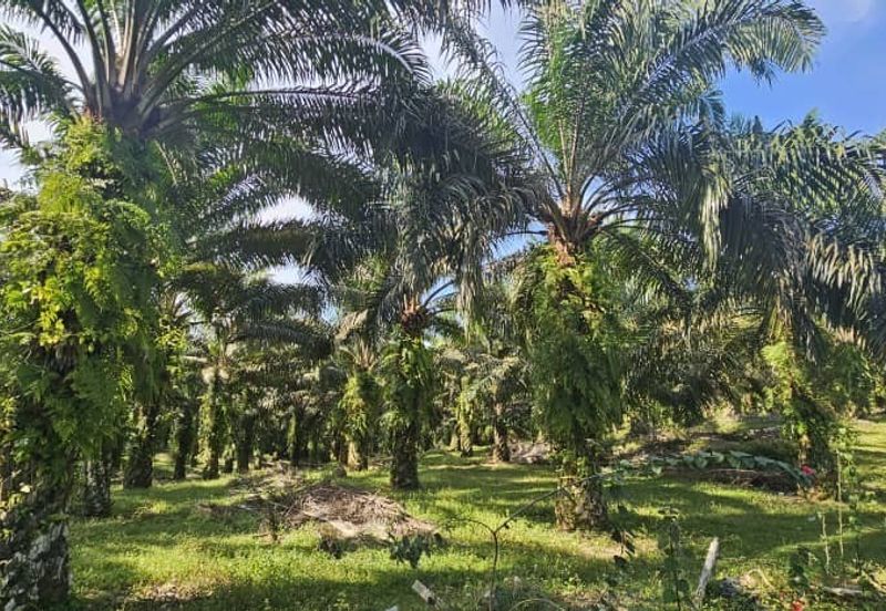 17.9 acres first lot palm oil land at Tapah, Perak