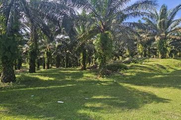 17.9 acres first lot palm oil land at Tapah, Perak