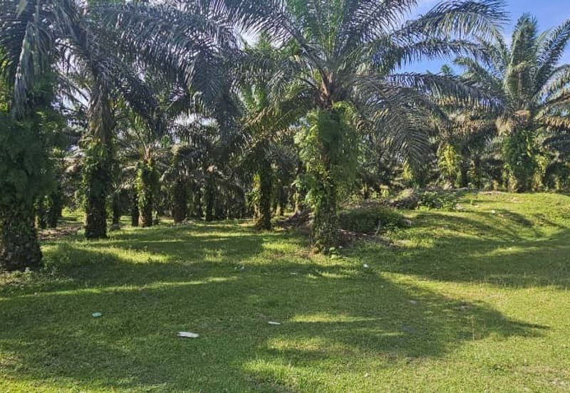 17.9 acres first lot palm oil land at Tapah, Perak