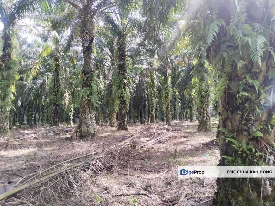3.57 acres Palm oil land at Siputeh, Batu Gajah Perak, Perak, Batu Gajah