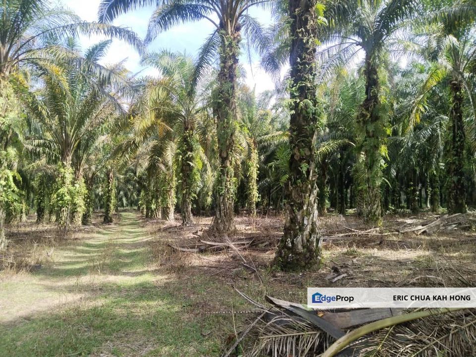 3.57 acres Palm oil land at Siputeh, Batu Gajah Perak, Perak, Batu Gajah