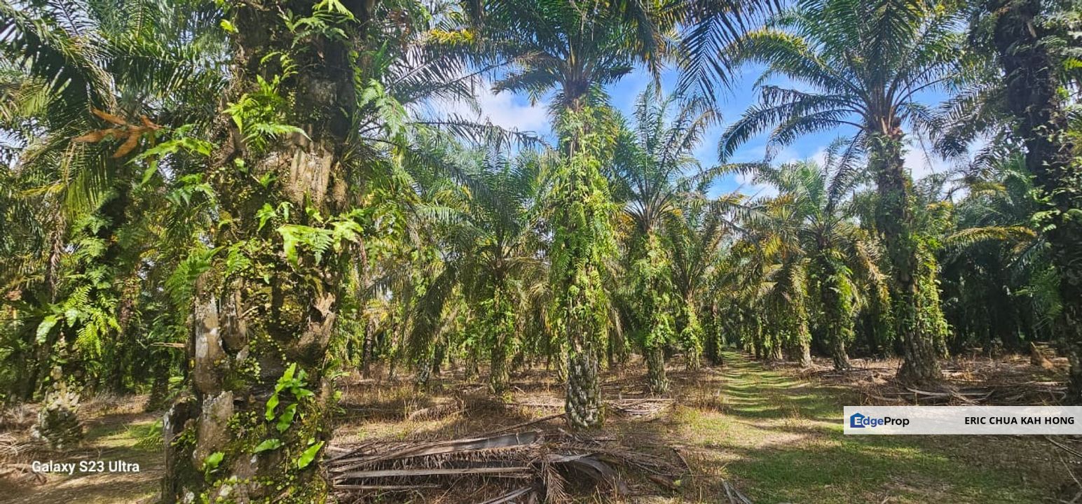 3.57 acres Palm oil land at Siputeh, Batu Gajah Perak, Perak, Batu Gajah