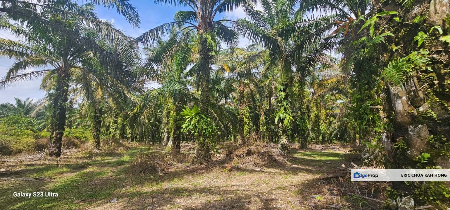 3.57 acres Palm oil land at Siputeh, Batu Gajah Perak, Perak, Batu Gajah