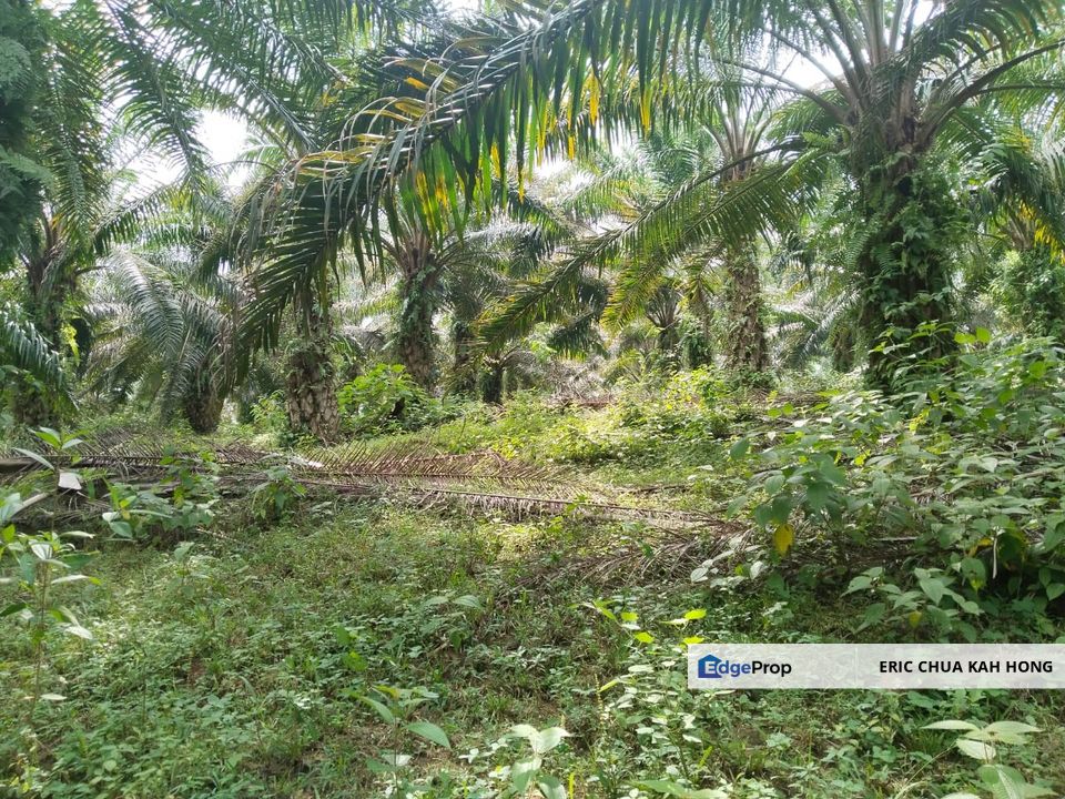 4.18 acres first lot palm oil land at Gelung Pepuyu, Bota Perak, Perak, Bota