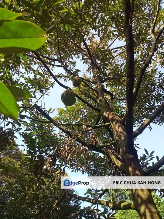 2.712476 acres Durian Farm at Temoh, Tapah, Perak, Tapah