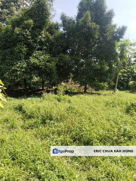 2.712476 acres Durian Farm at Temoh, Tapah, Perak, Tapah
