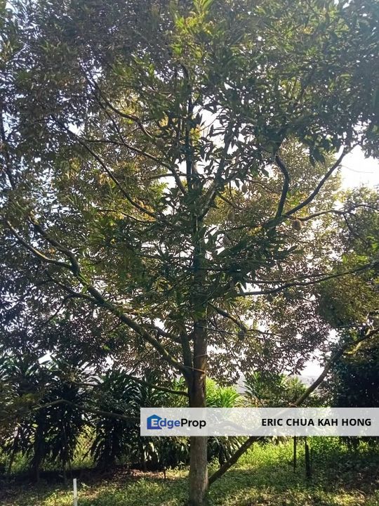 2.712476 acres Durian Farm at Temoh, Tapah, Perak, Tapah