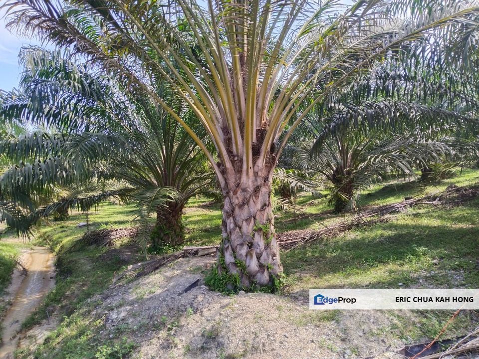 8.58 acres palm oil land at Siputeh, Batu gajah Perak, Perak, Batu Gajah