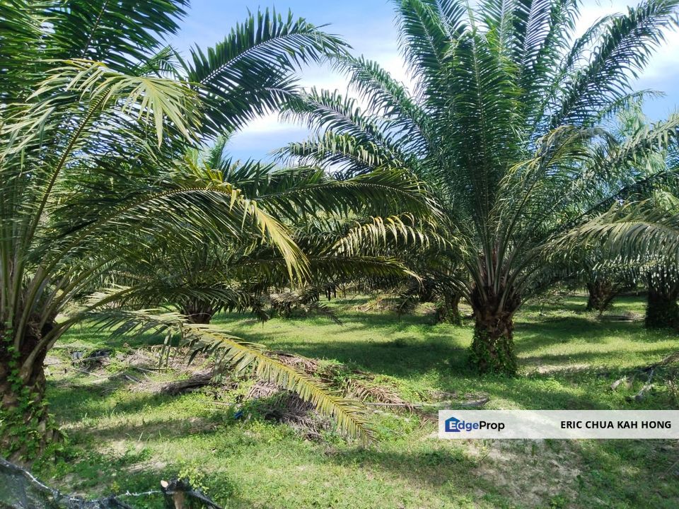 8.58 acres palm oil land at Siputeh, Batu gajah Perak, Perak, Batu Gajah