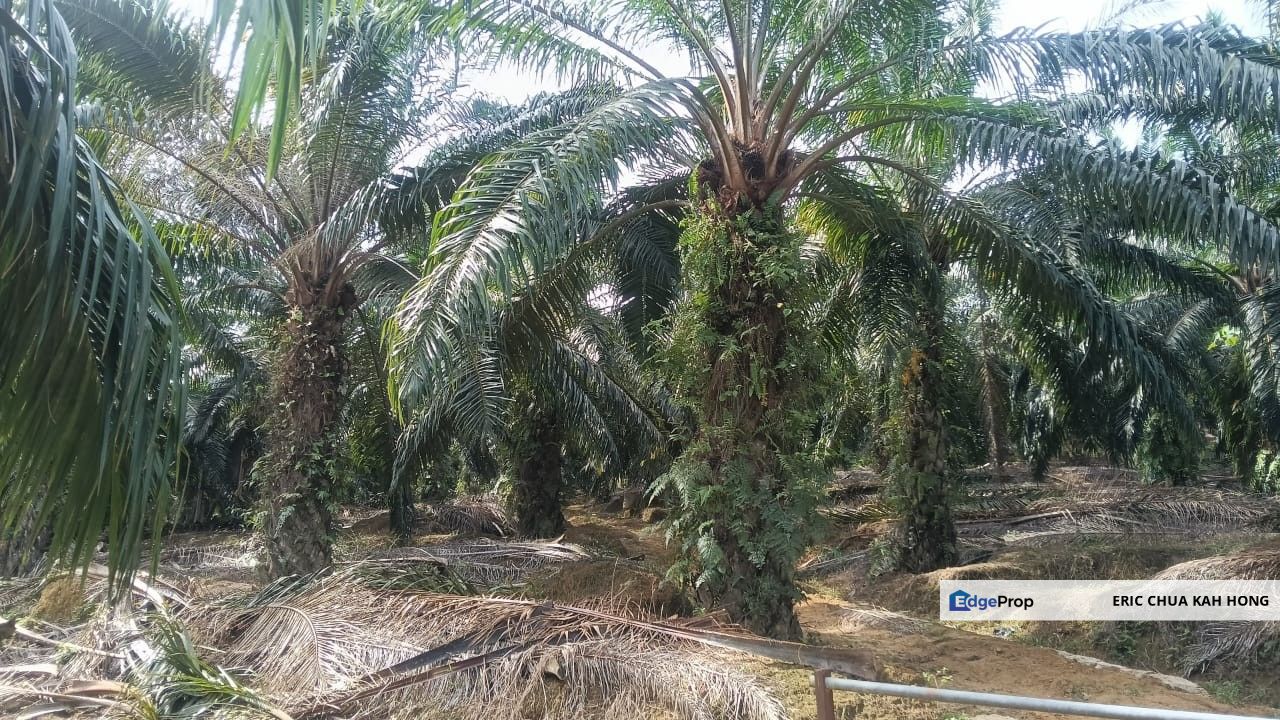 2.99 acres palm oil land at Beruas,Perak, Perak, Beruas