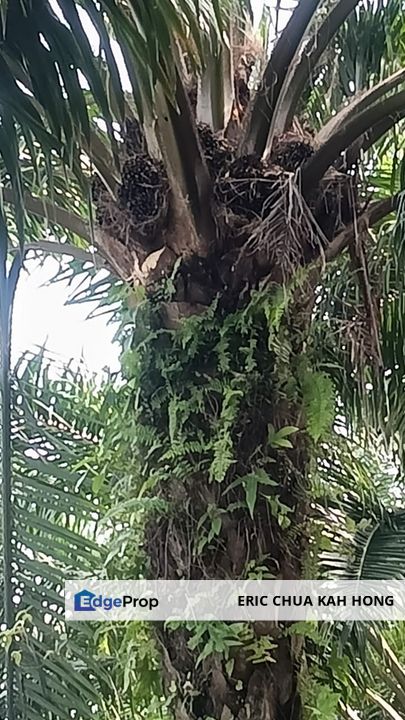 2.99 acres palm oil land at Beruas,Perak, Perak, Beruas