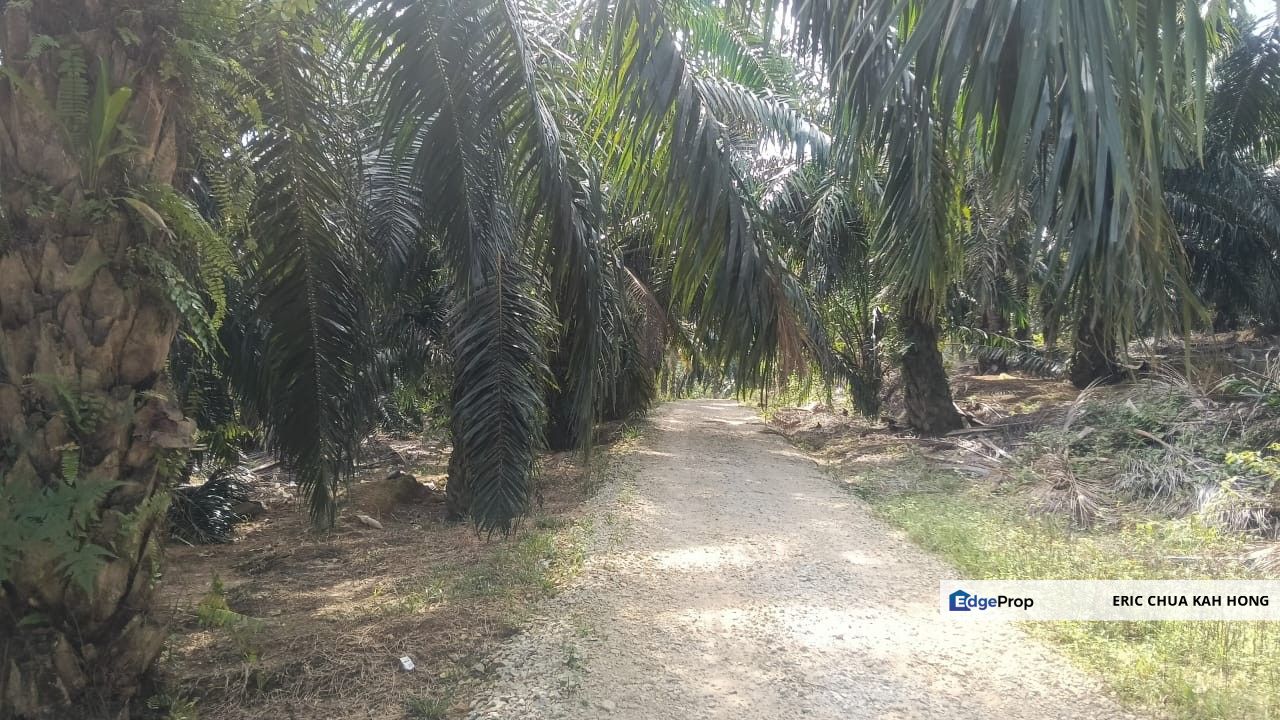 2.99 acres palm oil land at Beruas,Perak, Perak, Beruas