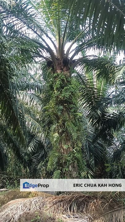 2.99 acres palm oil land at Beruas,Perak, Perak, Beruas