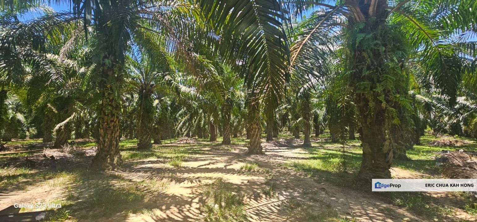 8.3 acres Palm oil Land at Bemban Batu Gajah, Perak, Perak, Batu Gajah