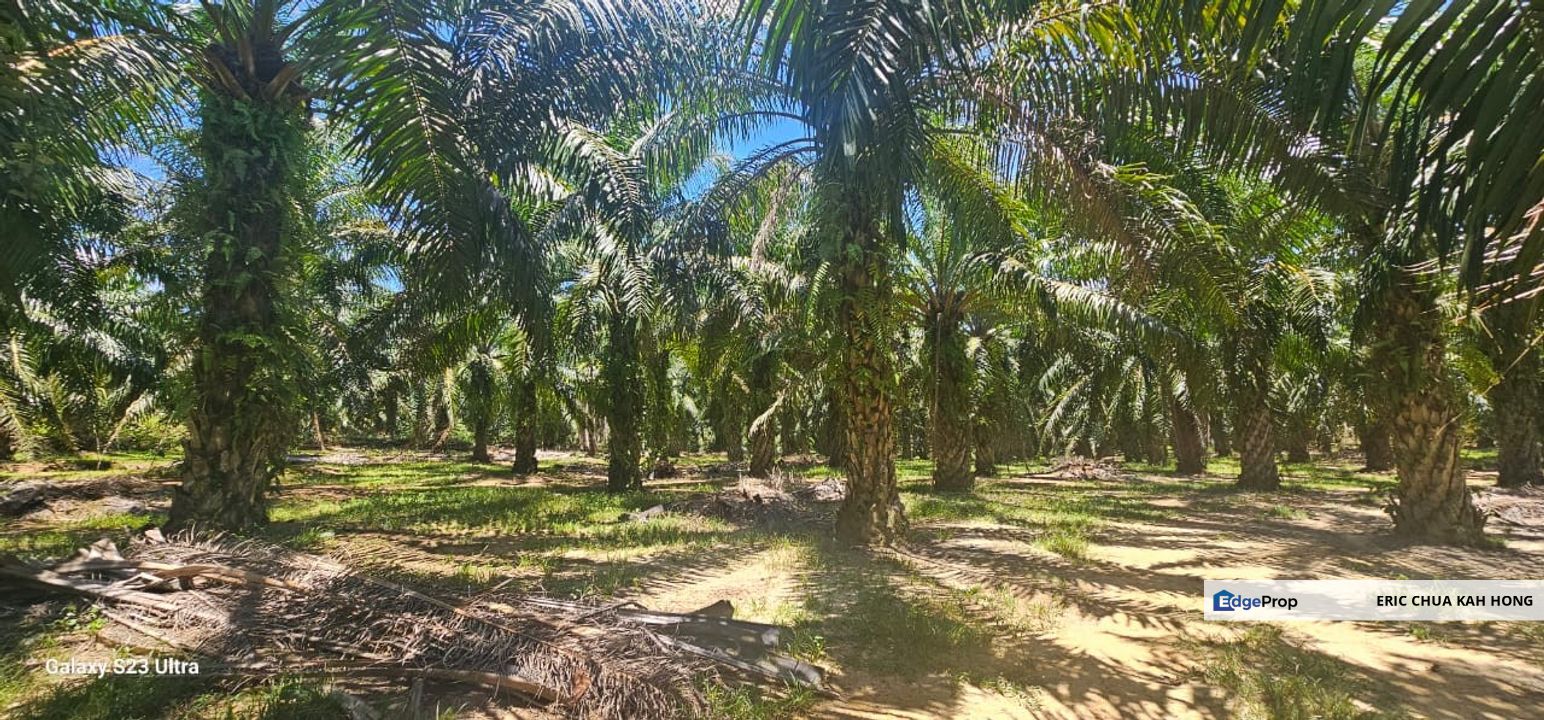 8.3 acres Palm oil Land at Bemban Batu Gajah, Perak, Perak, Batu Gajah