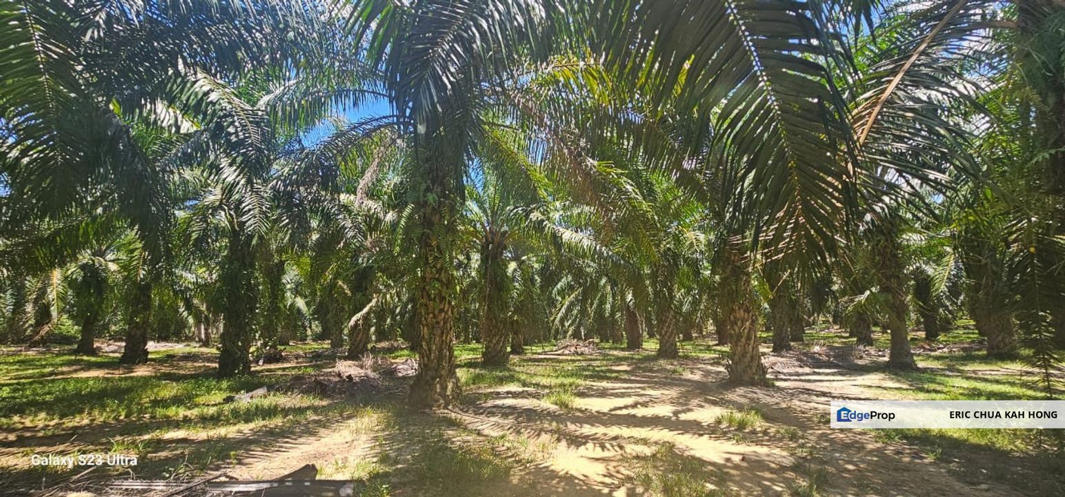 8.3 acres Palm oil Land at Bemban Batu Gajah, Perak, Perak, Batu Gajah
