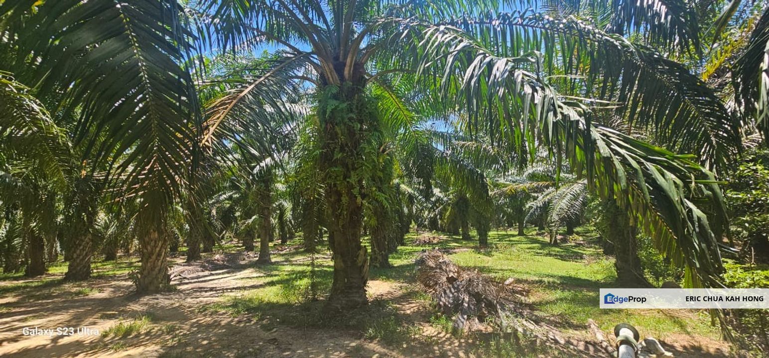 8.3 acres Palm oil Land at Bemban Batu Gajah, Perak, Perak, Batu Gajah