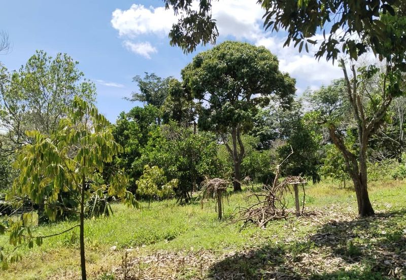 4.082922 acres First Lot Durian Farm at Ayer Tawar, Perak