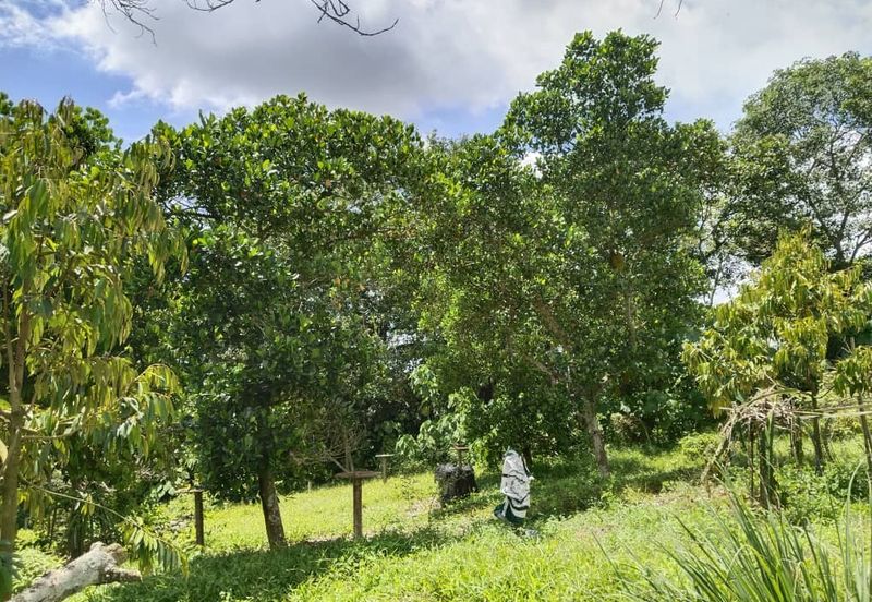 4.082922 acres First Lot Durian Farm at Ayer Tawar, Perak