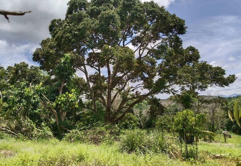 4.082922 acres First Lot Durian Farm at Ayer Tawar, Perak