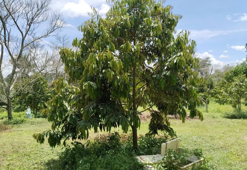 4.082922 acres First Lot Durian Farm at Ayer Tawar, Perak