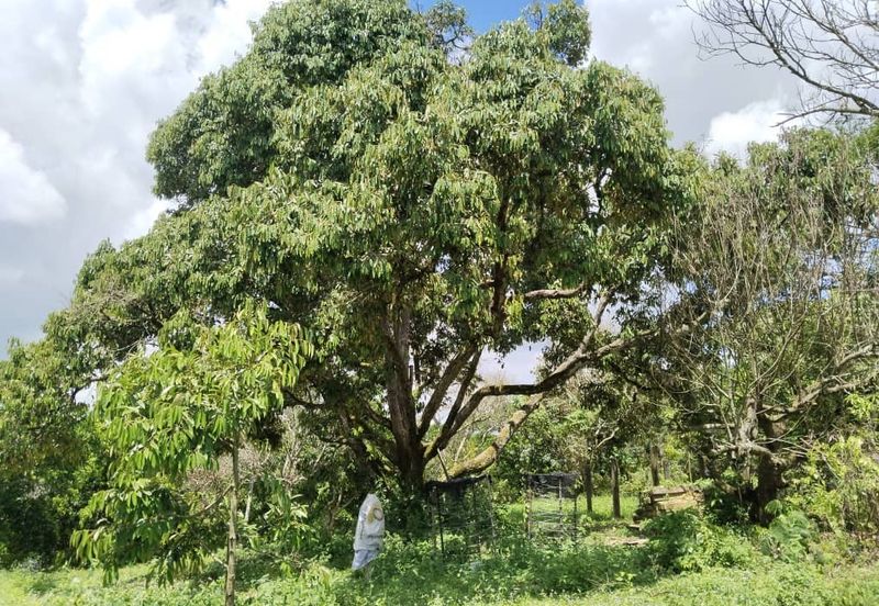 4.082922 acres First Lot Durian Farm at Ayer Tawar, Perak