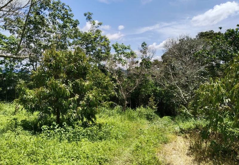 4.082922 acres First Lot Durian Farm at Ayer Tawar, Perak