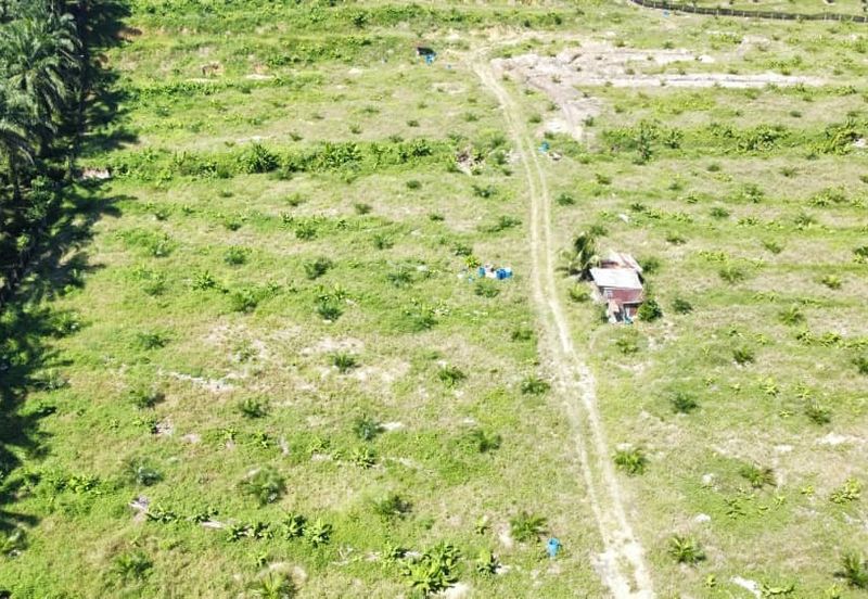5.03749 acres new planted palm oil land at Siputeh, Perak