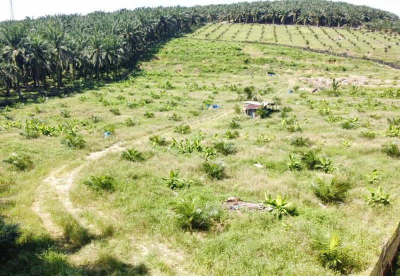 5.03749 acres new planted palm oil land at Siputeh, Perak