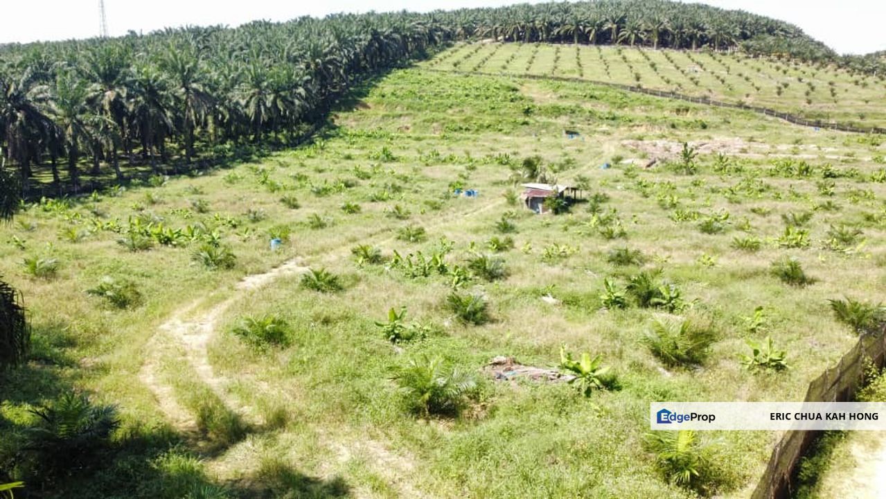 5.03749 acres new planted palm oil land at Siputeh, Perak, Perak, Si Putih