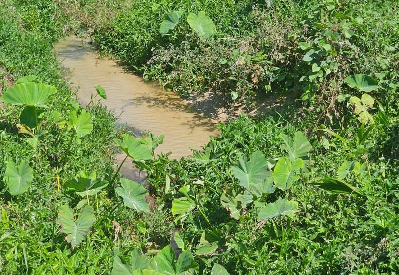 5.03749 acres new planted palm oil land at Siputeh, Perak