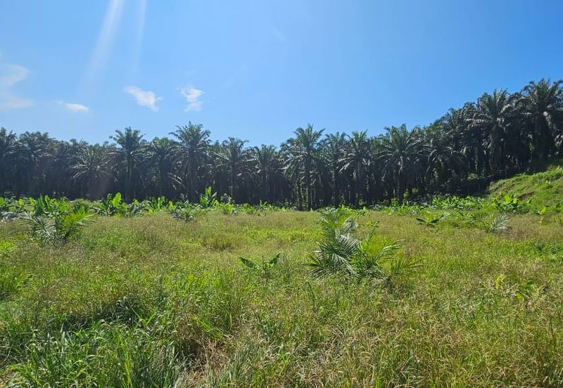 5.03749 acres new planted palm oil land at Siputeh, Perak