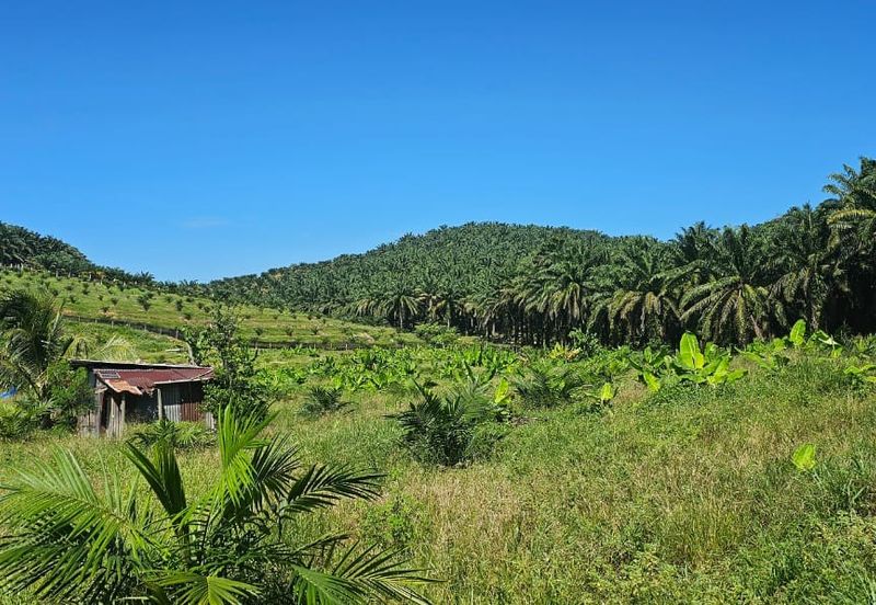 5.03749 acres new planted palm oil land at Siputeh, Perak