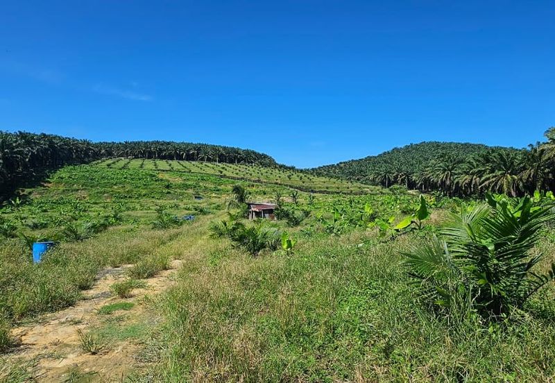 5.03749 acres new planted palm oil land at Siputeh, Perak
