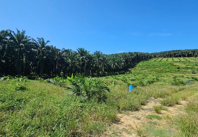 5.03749 acres new planted palm oil land at Siputeh, Perak