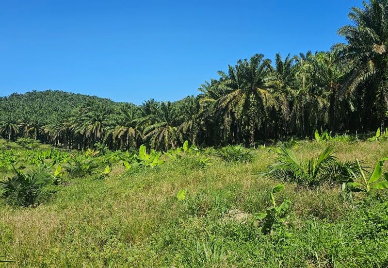 5.03749 acres new planted palm oil land at Siputeh, Perak