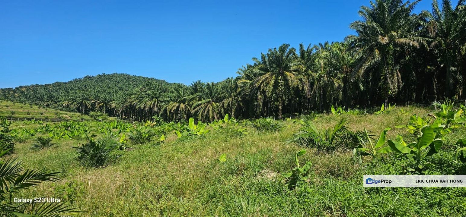 5.03749 acres new planted palm oil land at Siputeh, Perak, Perak, Si Putih