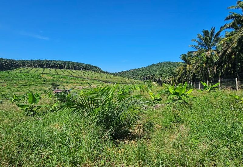 5.03749 acres new planted palm oil land at Siputeh, Perak