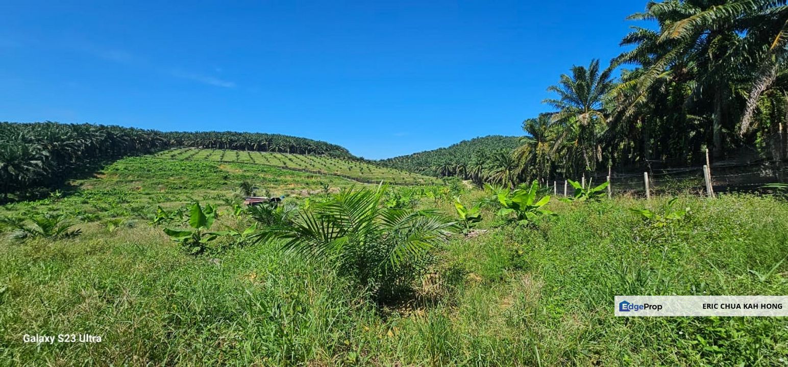 5.03749 acres new planted palm oil land at Siputeh, Perak, Perak, Si Putih