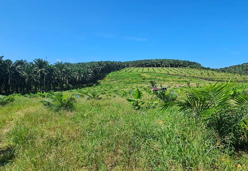 5.03749 acres new planted palm oil land at Siputeh, Perak