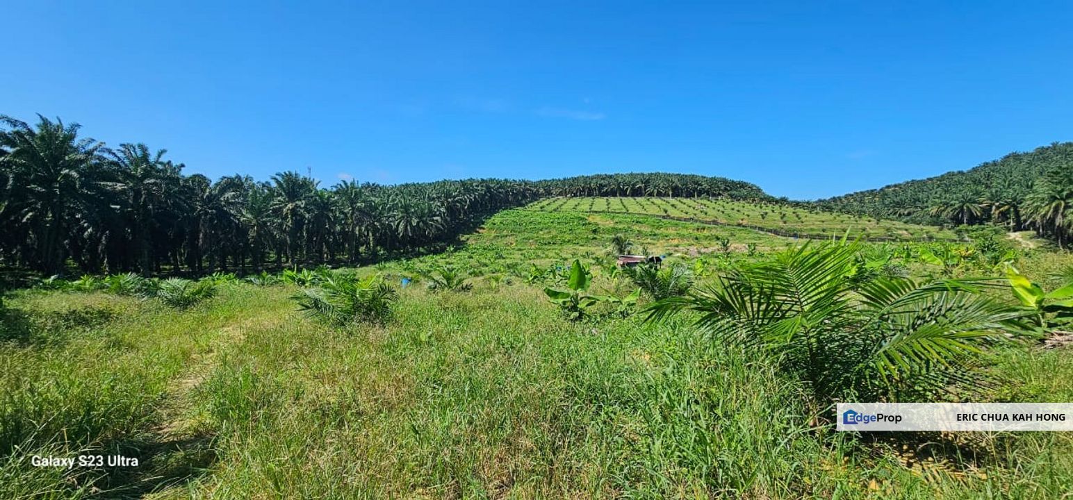 5.03749 acres new planted palm oil land at Siputeh, Perak, Perak, Si Putih