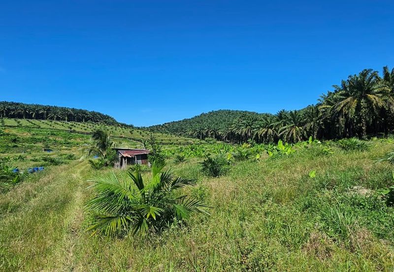5.03749 acres new planted palm oil land at Siputeh, Perak