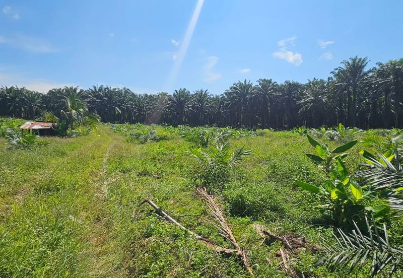 5.03749 acres new planted palm oil land at Siputeh, Perak
