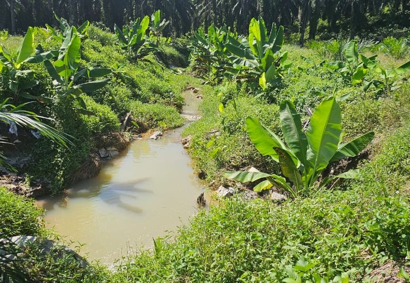 5.03749 acres new planted palm oil land at Siputeh, Perak